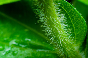 Zinnia Stem Close-up
