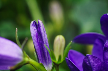 Bellflower (Campanula)