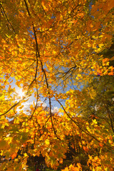 Fototapeta na wymiar Colorful fall scenery landscapes.