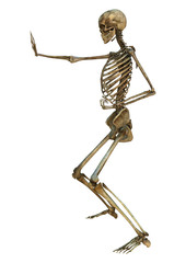 Human Skeleton
