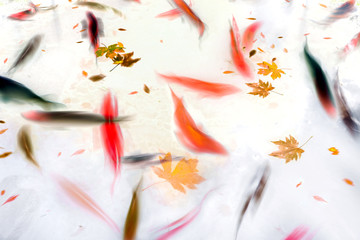 Obrazy na Plexi  Koi ryb pływających w stawie streszczenie ilustracja