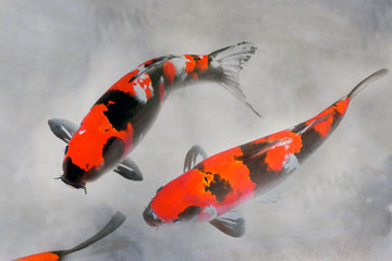 Calico Koi Fish Watercolor Illustration