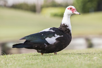 Wild duck in a meadow.