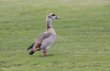 Duck standing next to a lake.