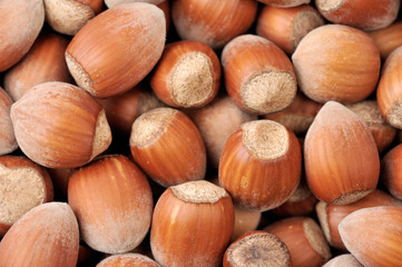 Hazelnuts background