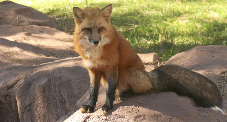 A Close Up Portrait of a Red Fox