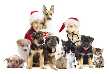 Fototapeta premium veterinarian and cat and dog