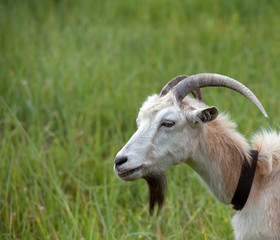 Head of a goat