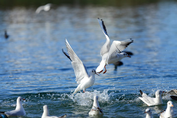 Białe ptaki, mewy na wodzie.
