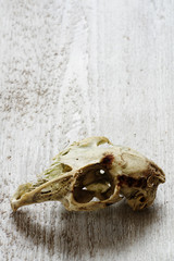 skull animals backgrounds