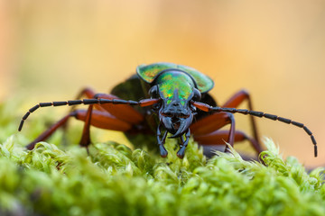 Ground beetle - Carabus auronitens