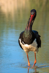 Black stork - Ciconia nigra