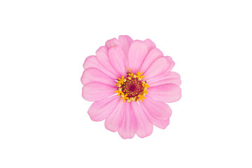 Natural colorful Zinnia,flower in isolate on white.