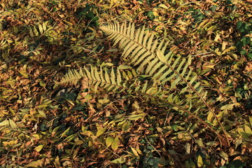 Herbstlicher Britzer Garten in Berlin