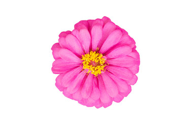 Natural colorful Zinnia,flower in isolate on white.