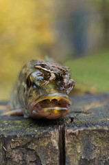 pike and frog