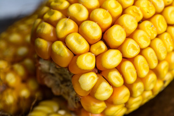 Corn