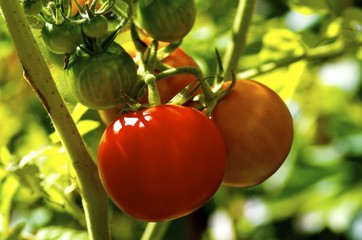 Plant with red tomatoes.