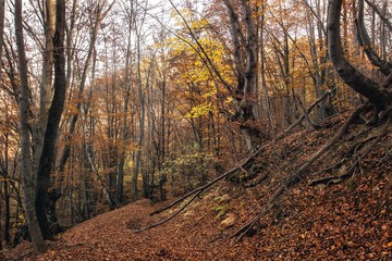 Obraz premium Road through the forest