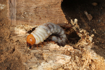 Insecte larve capricorne sur bois de chêne