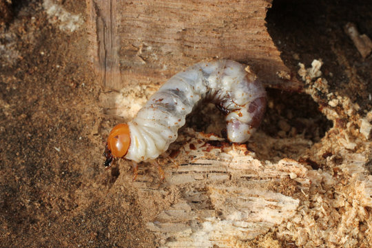 Insecte larve capricorne sur bois de ch&ecirc;ne