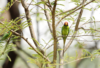 Beautiful Plum-headed Parakeet in Jim Corbett