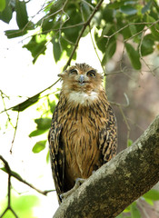Brown Fish Owl