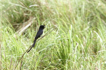 Black Drongo perched on the grass of Dhikala