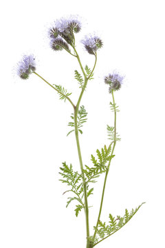 blue phacelia