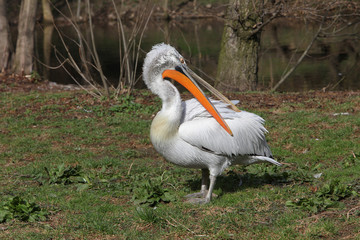 Pelican preening its feathers