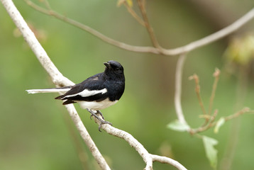 Beautiful male Oriental Magpie-Robin in Jhirna Forest