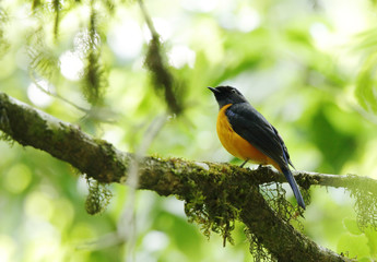 Beautiful Rufous-bellied Niltava