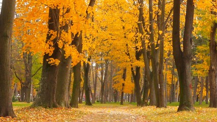 autumn leaves falling from treetops