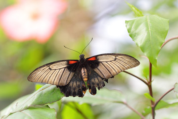 Exotic butterfly in a green jungle