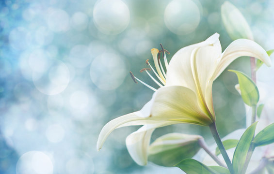 Fototapeta lily flowers