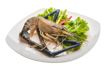 Freshwater prawn