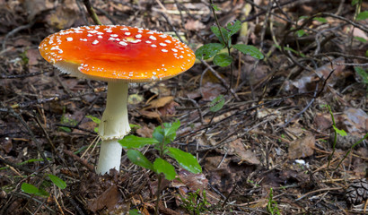 Amanita muscaria. mushroom in the forest