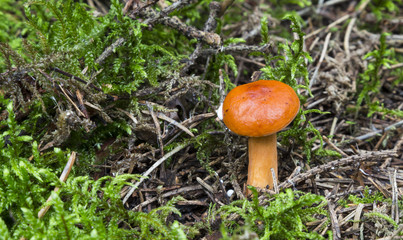 mushrooms in the forest