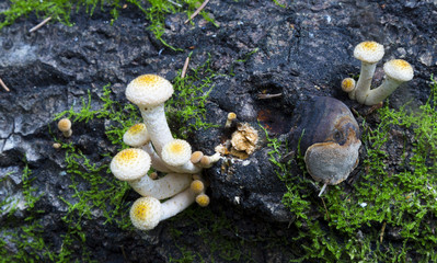 Kuehneromyces. mushrooms in the forest