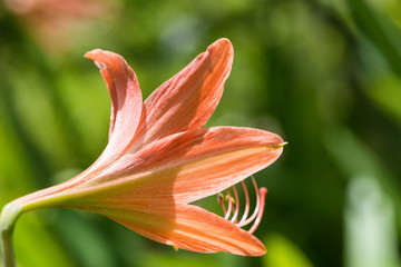 Orange tiger lily blooming in a garden
