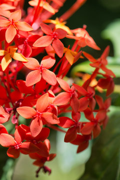 Red Ixora Flower at Mahe Island, Seychelles