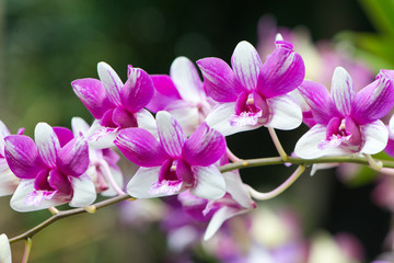 Spray of purple and white orchids