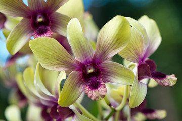Purple and green cymbidium orchids