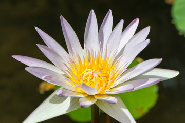 White water lily in a pond