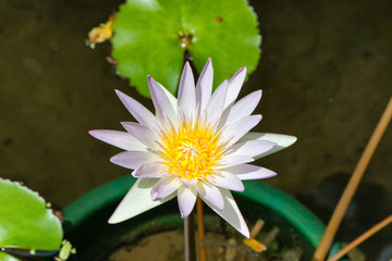 White water lily in a pond