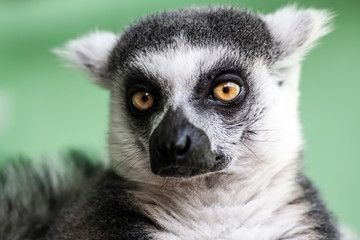 Fototapeta premium Beauty lemur portrait, abstract natural background