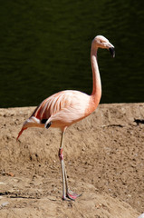 Flamant rose