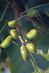 Fruits of Semecarpus anacardium