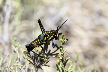 A poisonous grasshopper. Madagascar.