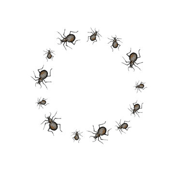 Beetle pattern. Watercolor. Vector illustration.